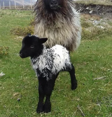 Bed & Breakfast Achill West Coast House