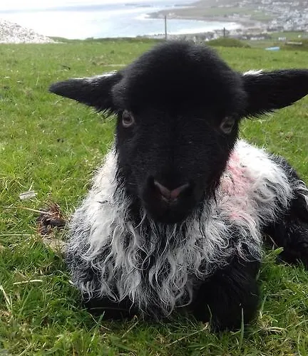 Bed & Breakfast Achill West Coast House Dooagh