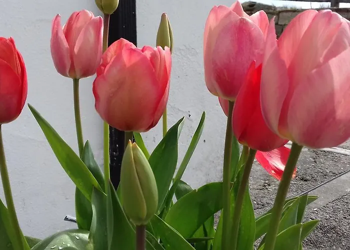 Achill West Coast House