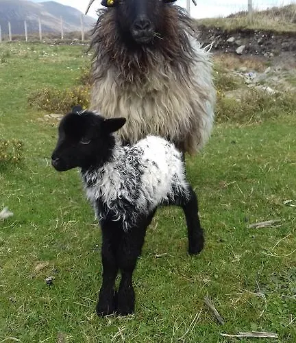 Bed & Breakfast Achill West Coast House